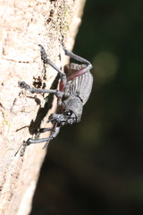 Aegorhinus suturalis