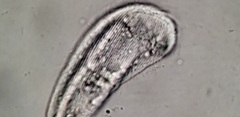 Aegyria rostellum