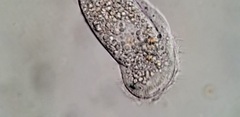 Aegyria rostellum