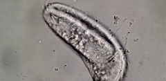 Aegyria rostellum