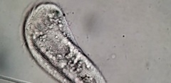 Aegyria rostellum