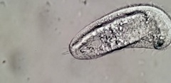 Aegyria rostellum