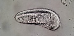 Aegyria rostellum