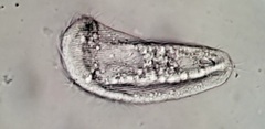 Aegyria rostellum