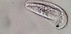 Aegyria rostellum
