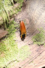 Semiotus luteipennis