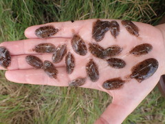 Trinectes maculatus