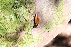 Semiotus luteipennis