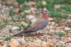 Streptopelia senegalensis