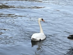 Cygnus olor
