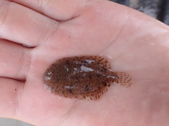 Trinectes maculatus
