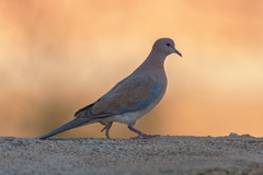 Streptopelia senegalensis