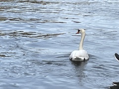 Cygnus olor