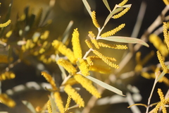 Acacia leptostachya