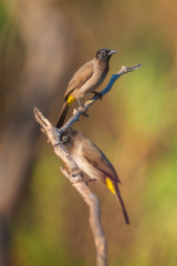 Pycnonotus xanthopygos