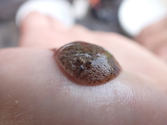 Trinectes maculatus