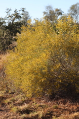 Acacia leptostachya