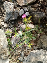 Silene muscipula image