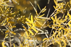 Acacia leptostachya