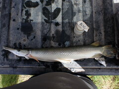 Atractosteus spatula