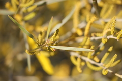 Acacia leptostachya