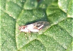 Trioza urticae