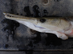 Atractosteus spatula