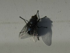 Calliphora