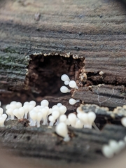 Fungi
