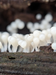 Fungi