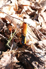 Semiotus luteipennis