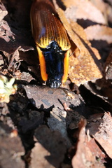 Semiotus luteipennis