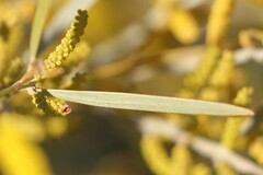 Acacia leptostachya