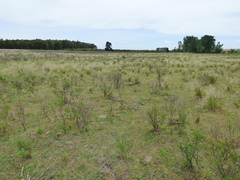 Acanthostyles buniifolius