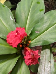 Chamaecostus lanceolatus