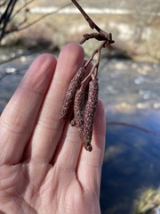 Alnus incana