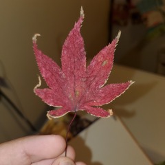 Acer