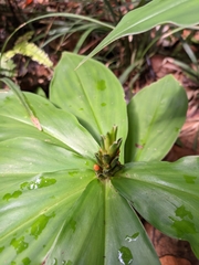 Chamaecostus lanceolatus