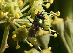Neomyia cornicina