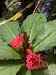 Chamaecostus lanceolatus