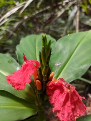 Chamaecostus lanceolatus