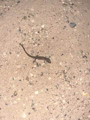 Dixonius