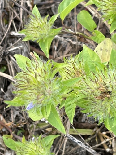 Jacquemontia tamnifolia iNat (2)