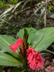 Chamaecostus lanceolatus