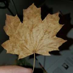 Acer