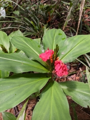 Chamaecostus lanceolatus