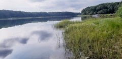 Aegyria rostellum