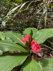 Chamaecostus lanceolatus