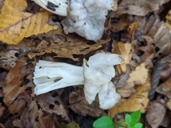 Helvella crispa