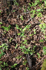 Nothofagus obliqua